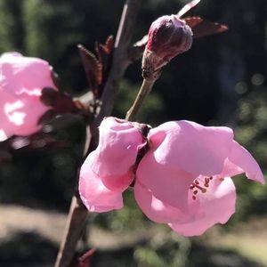 Meet your Posher, Nettie